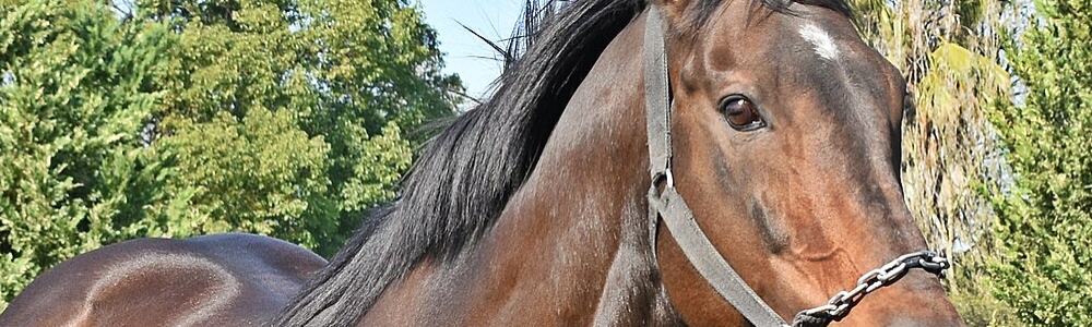 User banner image